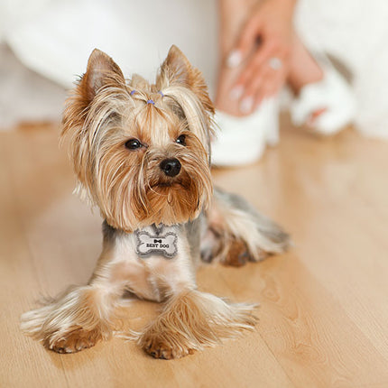Best Dog Wedding Dog Collar