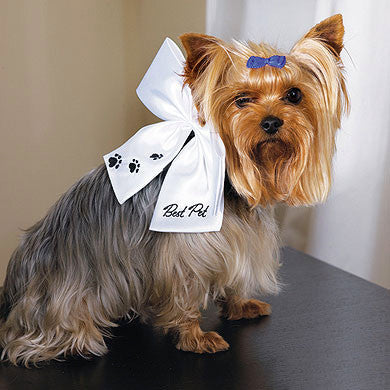 Super cute dog wearing the "Best Pet" Wedding Bow. She is ready for the big day!